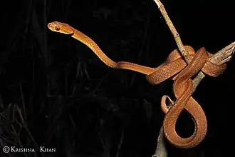 Description de l'image Boiga ochracea Tawny Cat snake by Ashahar alias Krishna Khan.jpg.