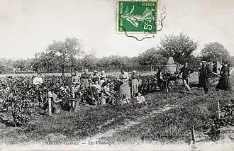 Les vendanges vers 1910