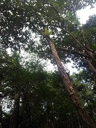 Description de l'image Bois Bigaignon - Psiloxylon mauritianum - Ferney Mauritius.jpg.