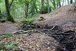 Paysage de forêt. Un ruisseau coule au milieu de l'image.