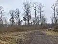 Bois communal de Steinbourg, route du Bourg, au fond pins sylvestres dans une forêt privée de charmes et chênes sessiles.