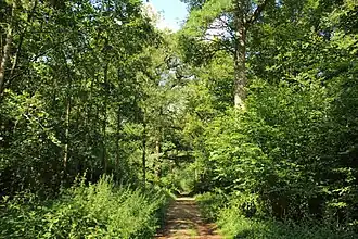 Image illustrative de l’article Bois d'Acren