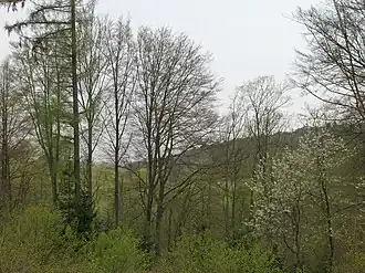 Image illustrative de l’article Bois de Lauzelle