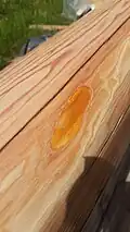Résidu de résine sous l'aubier d'une poutre de 70 ans d'âge.