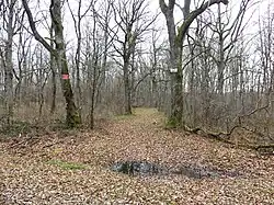 L'extrémité ouest du bois des Landes à Lussat, presque en limite de Gouzon.
