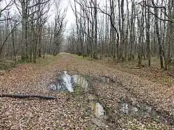 L'extrémité ouest du bois des Landes à Lussat, presque en limite de Gouzon.