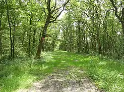 L'extrémité ouest du bois des Landes à Lussat, presque en limite de Gouzon.