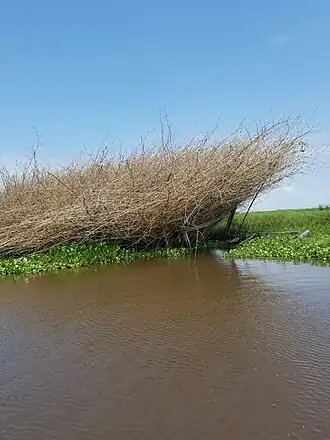Pirogue transportant des branchages pour construire un acadja.