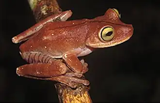 Description de l'image Bokermannohyla capra (10.3897-zookeys.753.21438) Figure 3 (cropped).jpg.