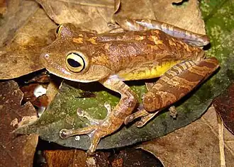 Description de l'image Bokermannohyla izecksohni male.jpg.