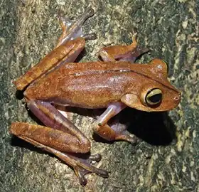 Description de l'image Bokermannohyla lucianae IRDias2014 (cropped).jpg.