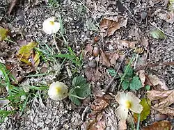 Bolbitius vitellinus.