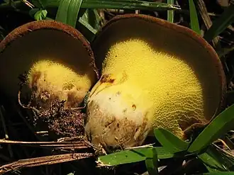 plis décurrent le long du pied