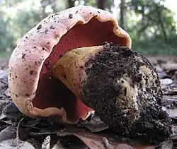 Le Bolet des loups (Rubroboletus lupinus)