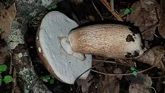 Description de l'image Boletus Quercophilus picture.jpg.