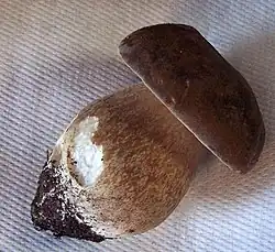 Silhouette boletoïde, souvent trapue.