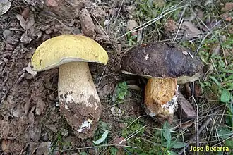 à côté de variété type