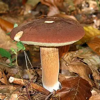 Le Bolet bai (Imleria badia)