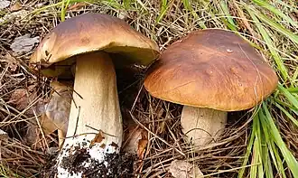 Le Cèpe de Bordeaux (Boletus edulis)