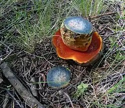 Neoboletus erythropus,tubes rouges,et cyanescent