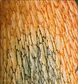 Pied orné d'un net réseau saillant.