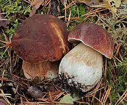 Le Cèpe des pins (Boletus pinophilus)