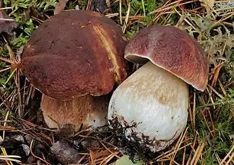 Le Cèpe des pins (Boletus pinophilus)