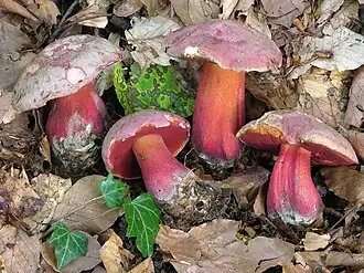Rubroboletus rubrosanguineus.