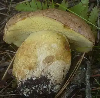 Le Bolet des sapins (Butyriboletus subappendiculatus)