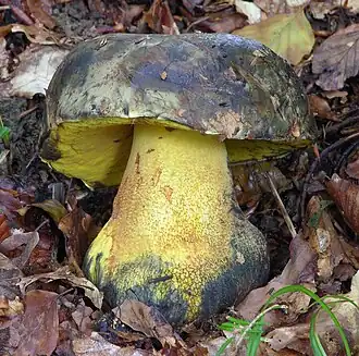 Le Bolet de plomb (Imperator luteocupreus)