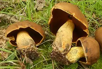 Description de l'image Boletus vermiculosus 348301 crop.jpg.