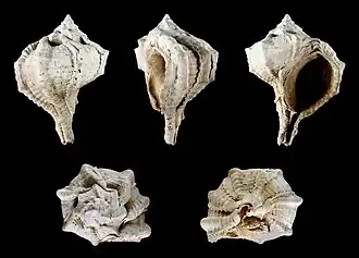 Bolinus brandaris var. torularius.