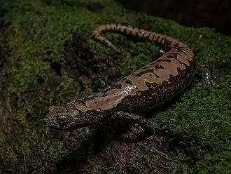 Description de l'image Bolitoglossa alberchi.jpg.