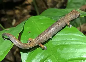 Description de l'image Bolitoglossa caldwellae in the Amarakaeri Communal Reserve, Peru.jpg.
