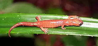 Description de l'image Bolitoglossa celaque01.jpg.