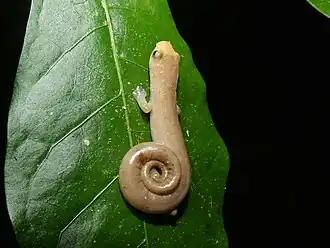 Description de l'image Bolitoglossa cuna 253074994.jpg.