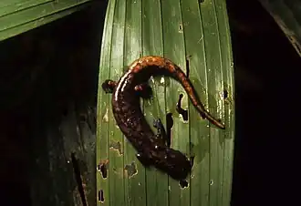 Description de l'image Bolitoglossa palmata DT (Q Napo Galeras) 96 (1).jpg.