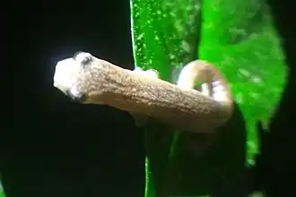 Description de l'image Bolitoglossa peruviana cropped.jpg.