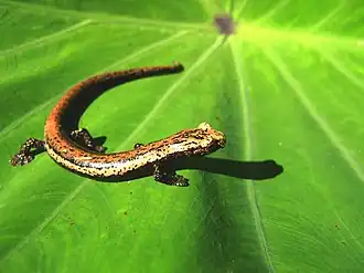 Description de l'image Bolitoglossa platydactyla.jpg.