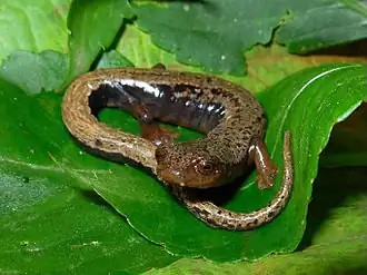 Description de l'image Bolitoglossa vallecula01.jpg.
