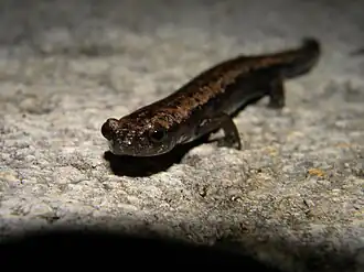 Description de l'image Bolitoglossa yucatana01.jpg.