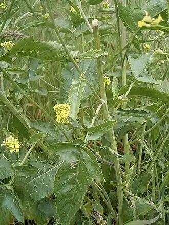 Description de cette image, également commentée ci-après
