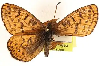 Description de l'image Boloria alberta CCDB-24272-H08+1418655238.jpg.