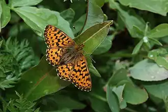 Boloria (Clossiana) chariclea