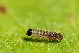 Chenille au 1er stade