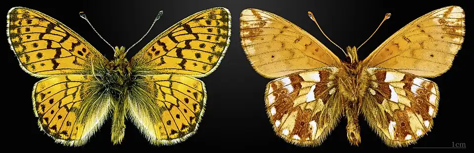 Boloria (Boloria) napaea, le Nacré des renouées