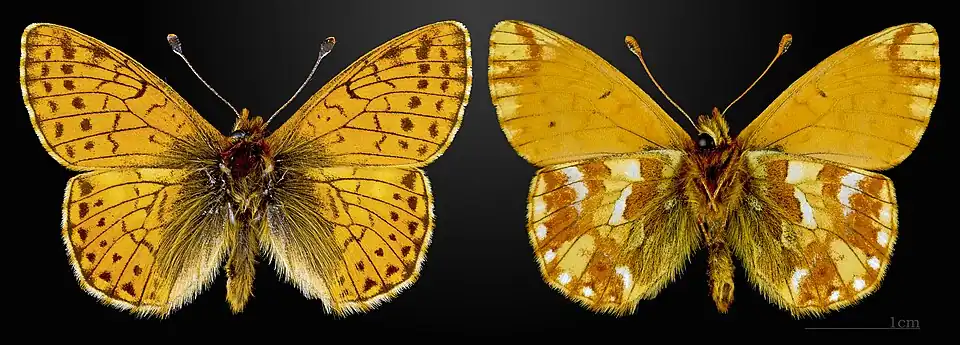 Boloria (Boloria) pales, le Nacré subalpin