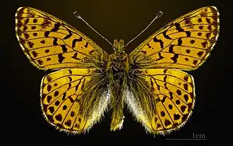 Boloria pales pyrenesmiscens Face dorsale MHNT