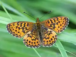 Boloria (Clossiana) titania
