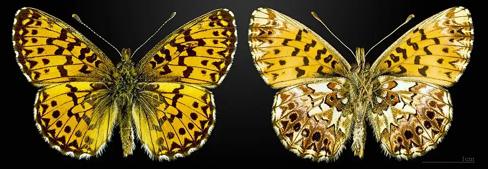 Boloria (Clossiana) titania, le Nacré porphyrin